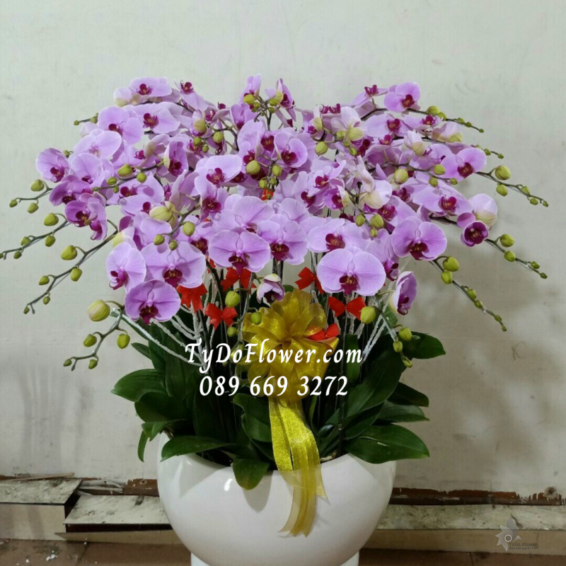 LAN HỒ ĐIỆP TÍM 25 CÀNH LHD1011