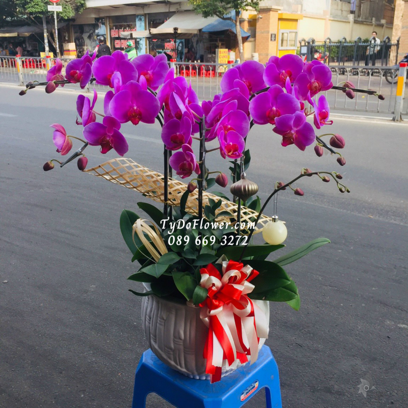 LAN HỒ ĐIỆP TÍM 06 CÀNH LHD1012