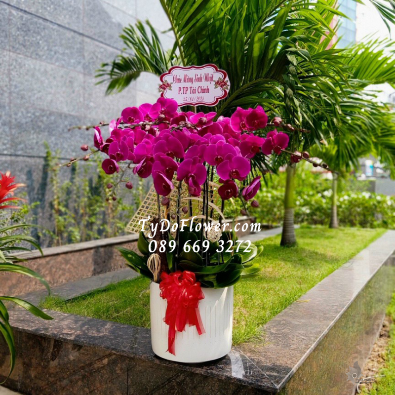 LAN HỒ ĐIỆP TÍM 09 CÀNH LHD1013