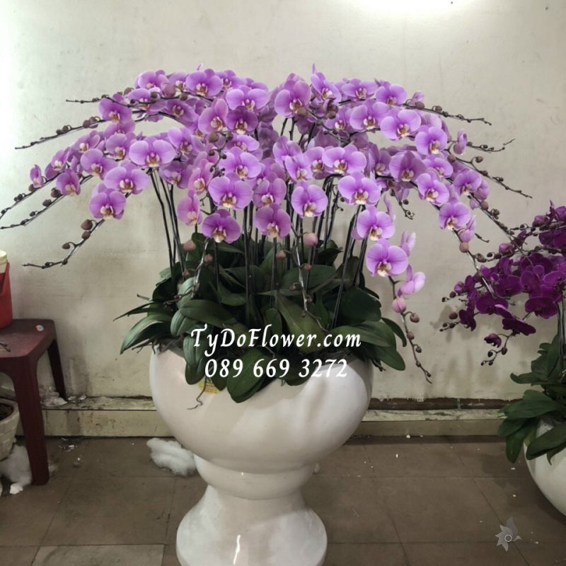 LAN HỒ ĐIỆP TÍM 25 CÀNH LHD1014