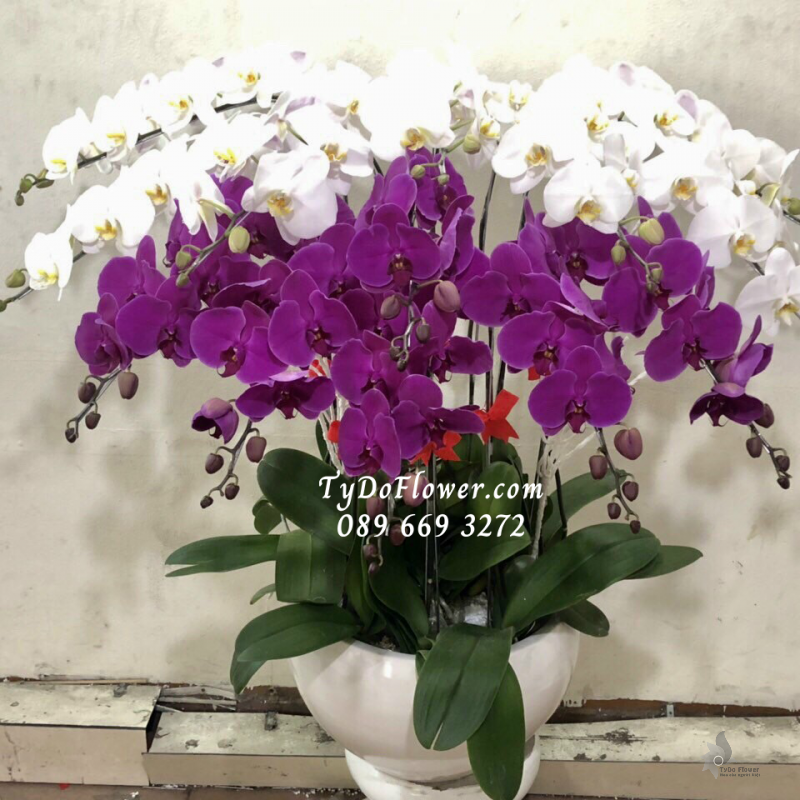 LAN HỒ ĐIỆP TRẮNG TÍM 15 CÀNH LHD1015