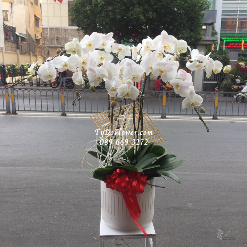 LAN HỒ ĐIỆP TRẮNG 07 CÀNH LHD1018