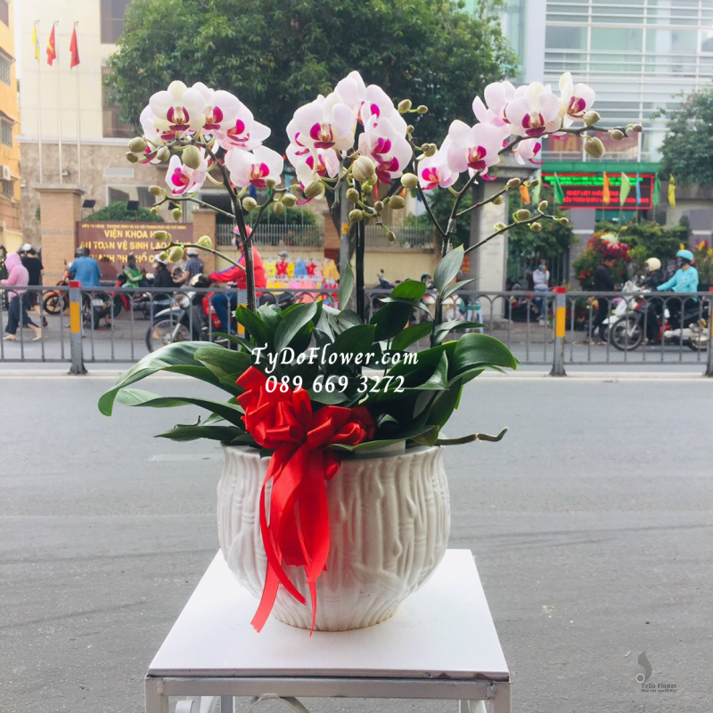 LAN HỒ ĐIỆP MINI BÔNG TRẮNG NHỤY TÍM 03 GỐC LHD1019