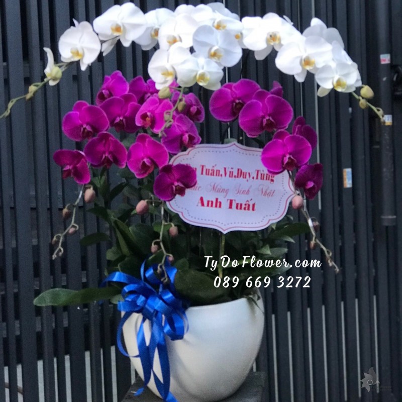 L122245 CHẬU 6 CÀNH LAN HỒ ĐIỆP TRẮNG TÍM