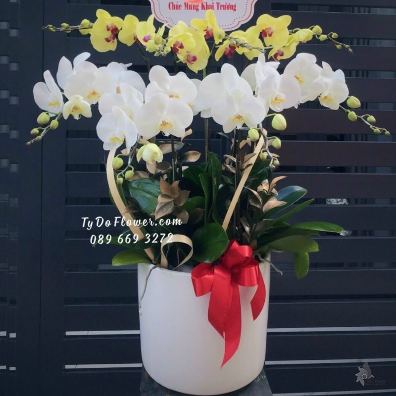 L1222117 CHẬU 9 CÀNH HỒ ĐIỆP TRẮNG VÀNG