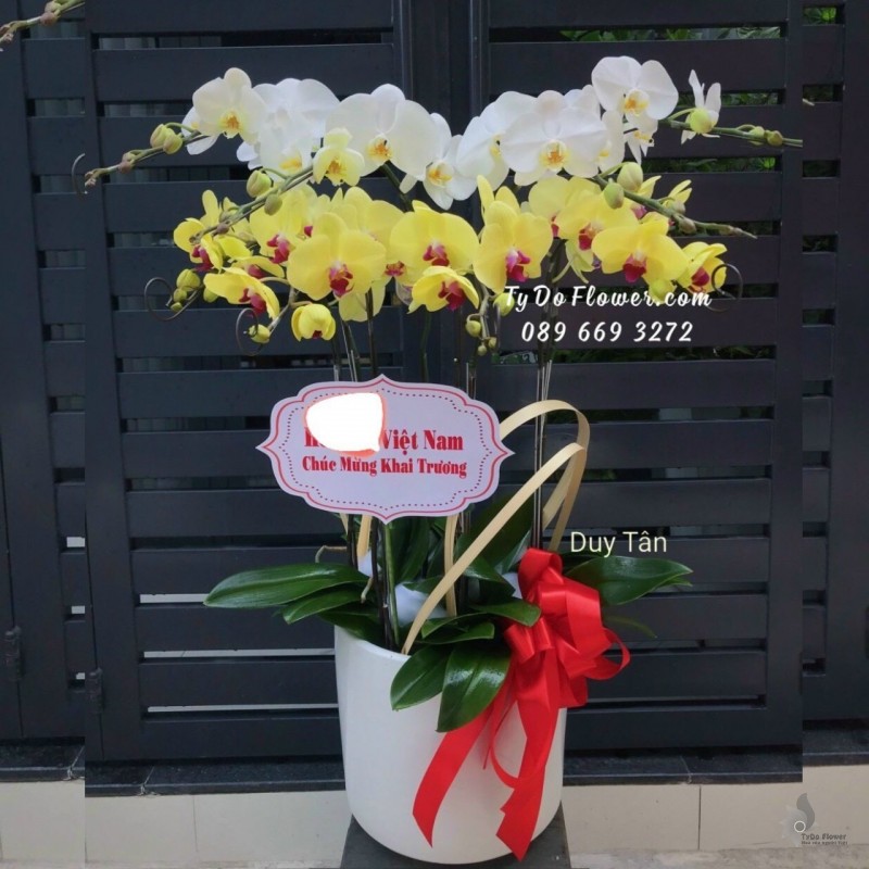 L1222118 CHẬU 9 CÀNH HỒ ĐIỆP TRẮNG VÀNG