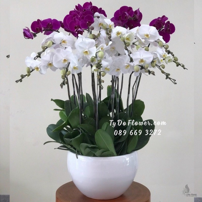 L1222121 CHẬU 20 CÀNH HỒ ĐIỆP TRẮNG TÍM