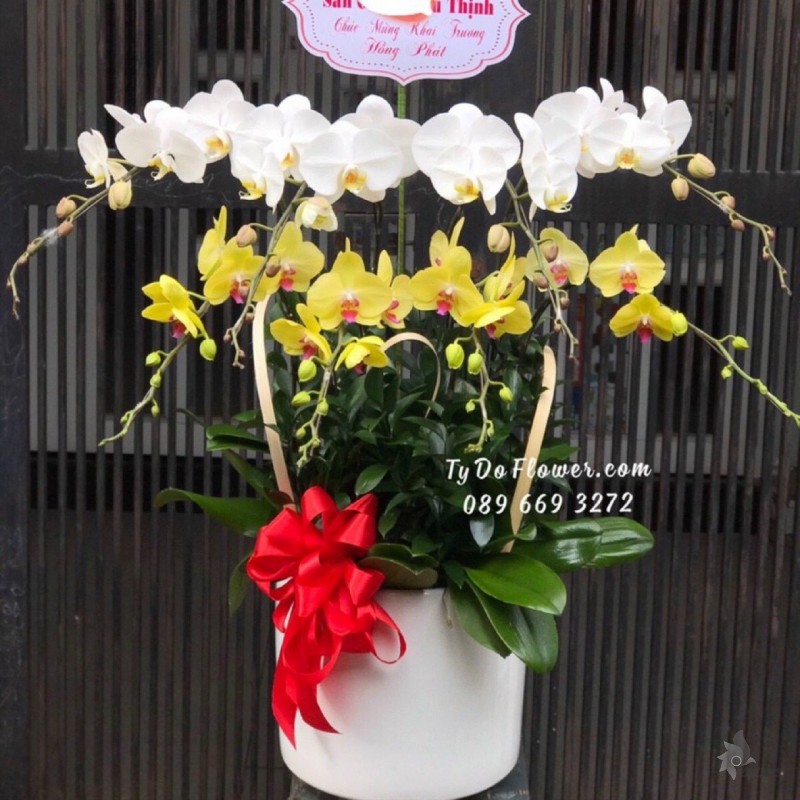 L1222123 CHẬU 8 CÀNH HỒ ĐIỆP TRẮNG VÀNG