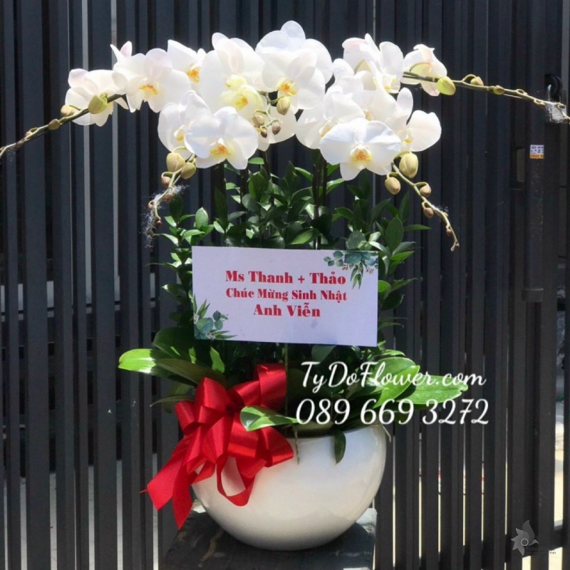 L1222153 CHẬU 5 CÀNH HỒ ĐIỆP TRẮNG