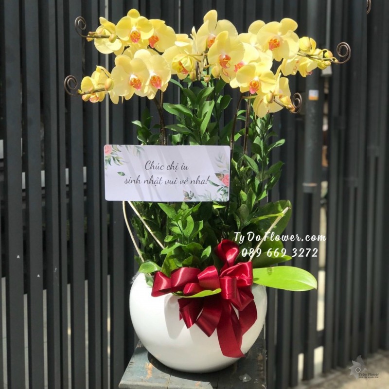 L1222155 CHẬU 5 CÀNH HỒ ĐIỆP VÀNG