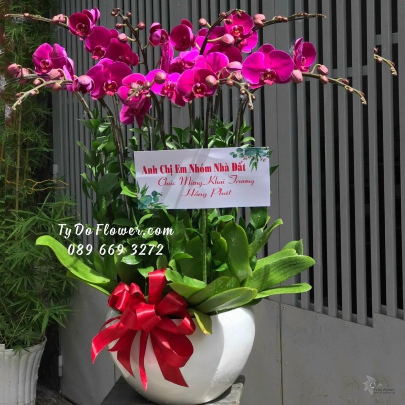 L1222156 CHẬU 9 CÀNH HỒ ĐIỆP TÍM