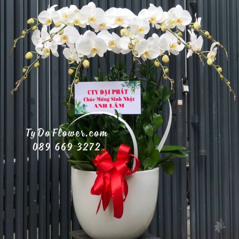 L1222157 CHẬU 9 CÀNH HỒ ĐIỆP TRẮNG