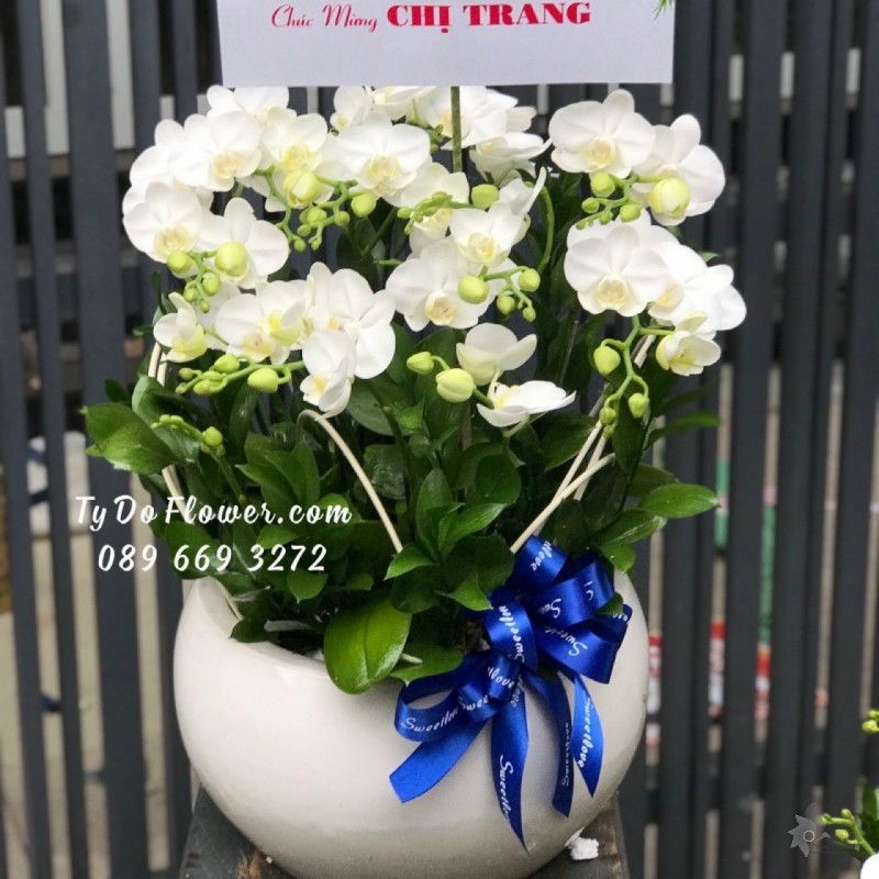 L1222158 CHẬU 5 GỐC HỒ ĐIỆP TRẮNG MINI Khoảng 7-9 nhánh