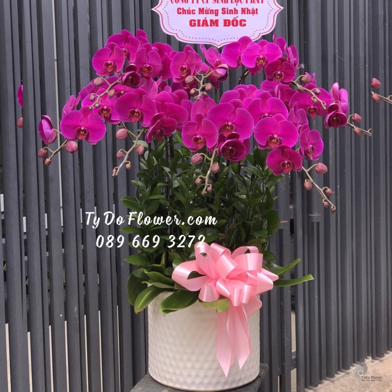 L0123174 CHẬU 9 CÀNH HỒ ĐIỆP TÍM