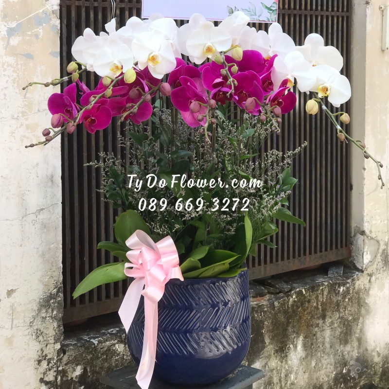 L0123175 CHẬU 9 CÀNH HỒ ĐIỆP TRẮNG TÍM