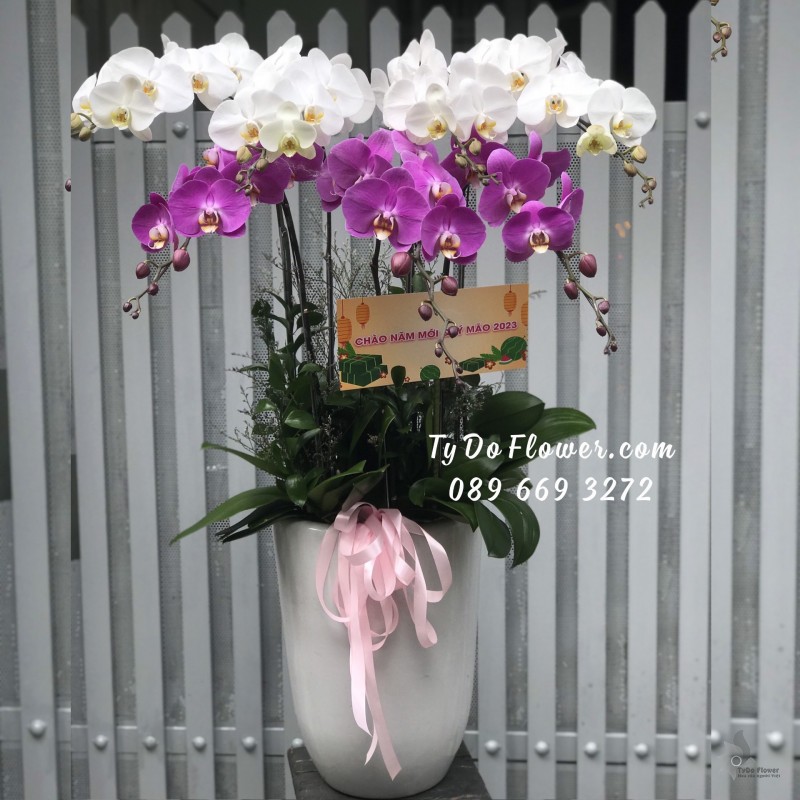 L0123193 CHẬU 7 CÀNH HỒ ĐIỆP TRẮNG TÍM