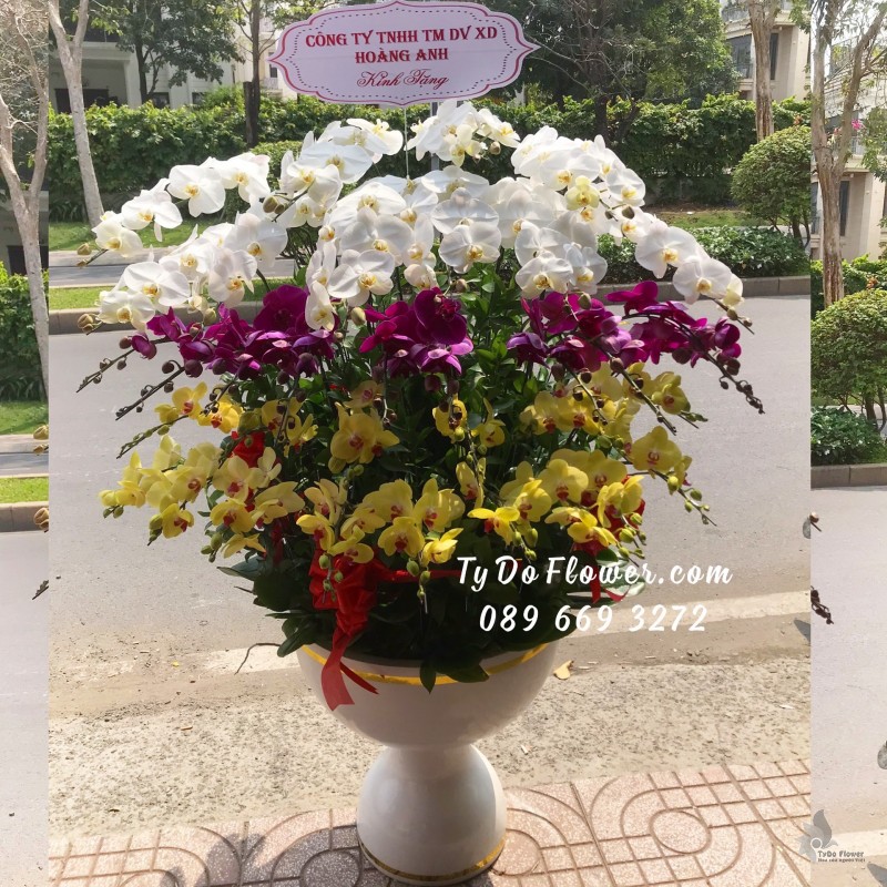 L0123295 CHẬU 35 CÀNH HỒ ĐIỆP VÀNG TÍM TRẮNG