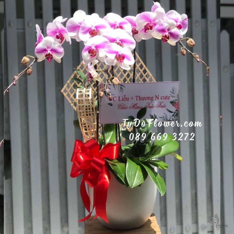 L0323306 CHẬU 3 CÀNH LAN HỒ ĐIỆP TRẮNG PHỚT TÍM