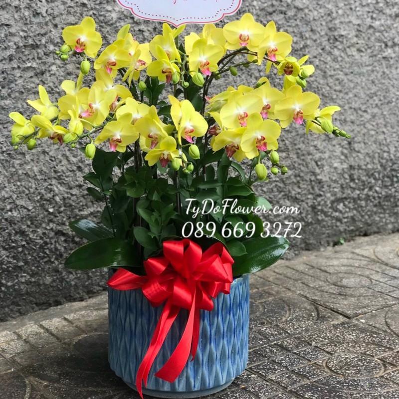 L0323321 CHẬU  9 CÀNH LAN HỒ ĐIỆP VÀNG