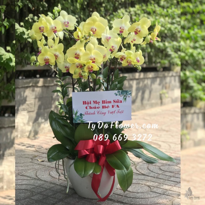 L0323343 CHẬU 6 CÀNH LAN HỒ ĐIỆP VÀNG