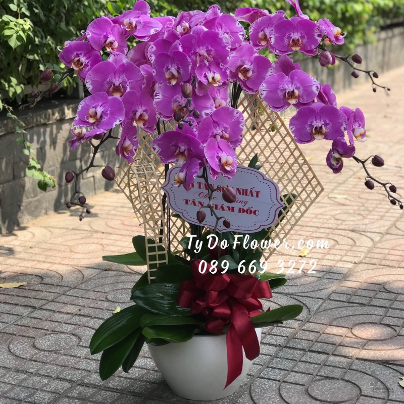 L0323344 CHẬU 6 CÀNH LAN HỒ ĐIỆP TÍM