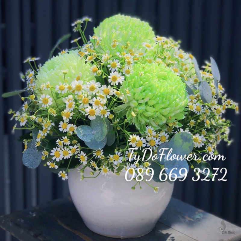 BI0323421 BÌNH HOA CÚC MẪU ĐƠN XANH CỐM Hoa Chúc Mừng