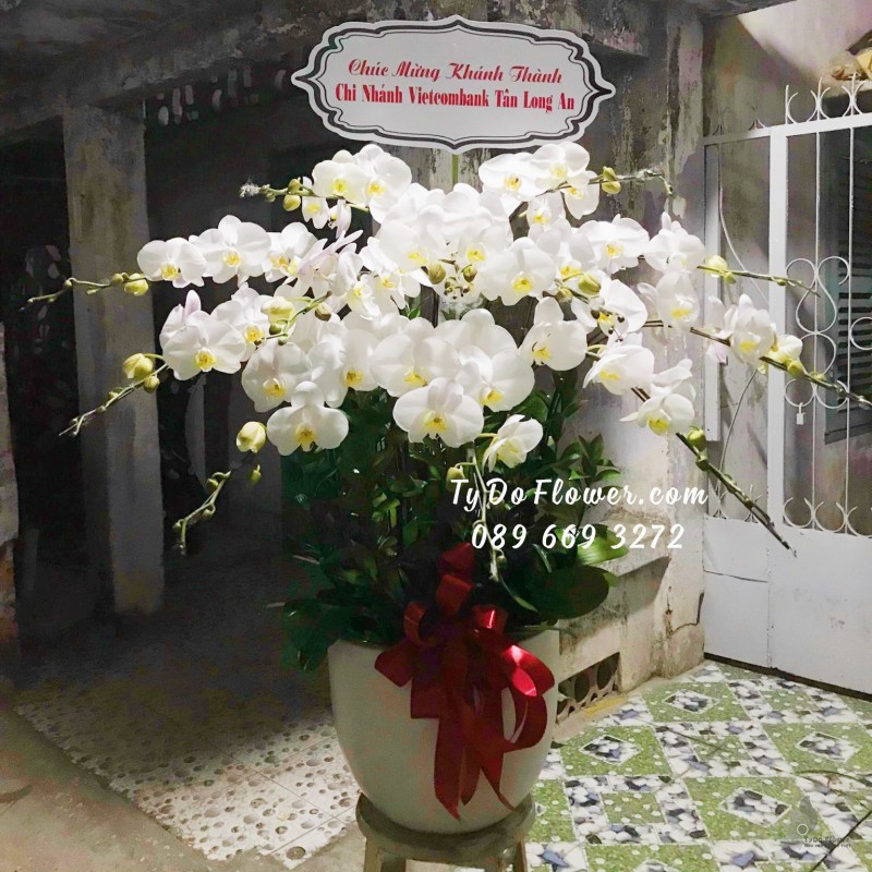 L0323515 CHẬU 12 CÀNH LAN HỒ ĐIỆP TRẮNG