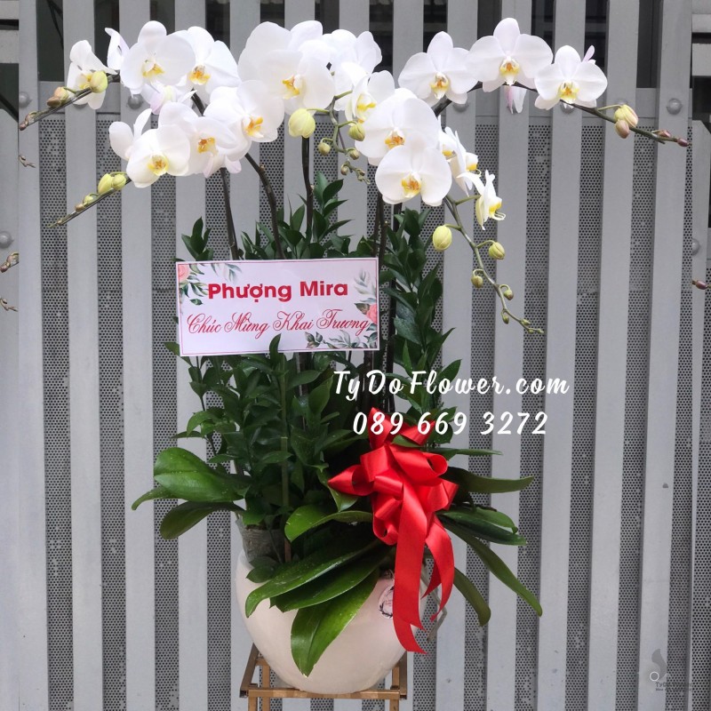 L0323536 CHẬU 05 CÀNH LAN HỒ ĐIỆP TRẮNG