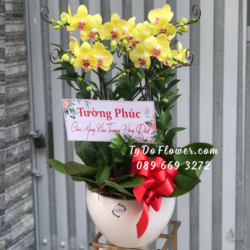 L0323537 CHẬU 05 CÀNH LAN HỒ ĐIỆP VÀNG