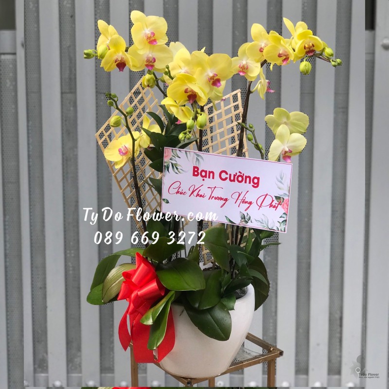 L0323544 CHẬU 03 CÀNH LAN HỒ ĐIỆP VÀNG