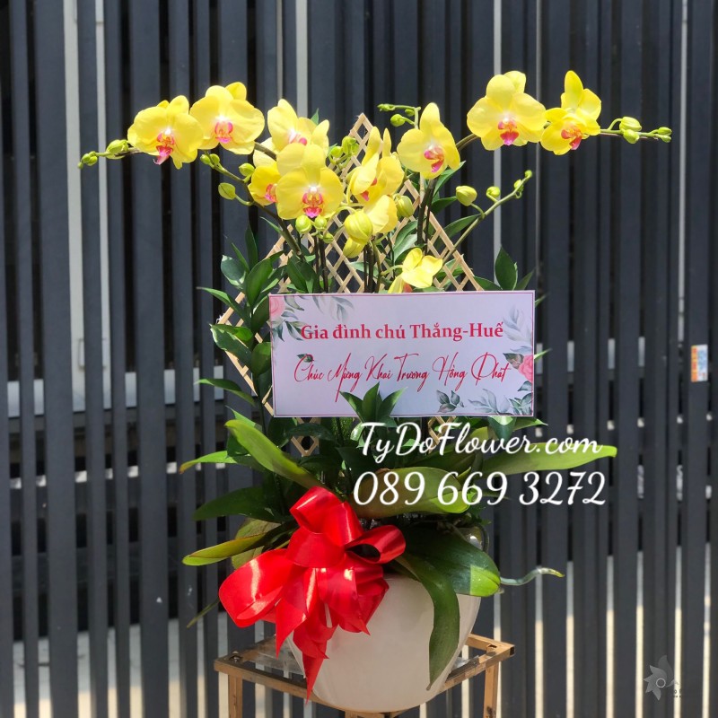 L0423585 CHẬU 03 CÀNH LAN HỒ ĐIỆP VÀNG