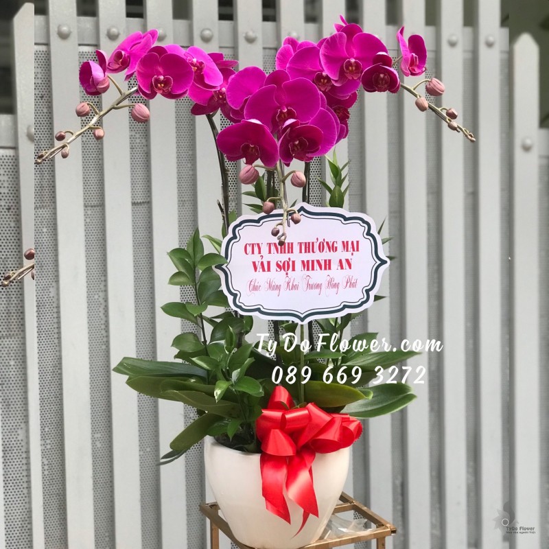 L0423590 CHẬU 03 CÀNH LAN HỒ ĐIỆP TÍM