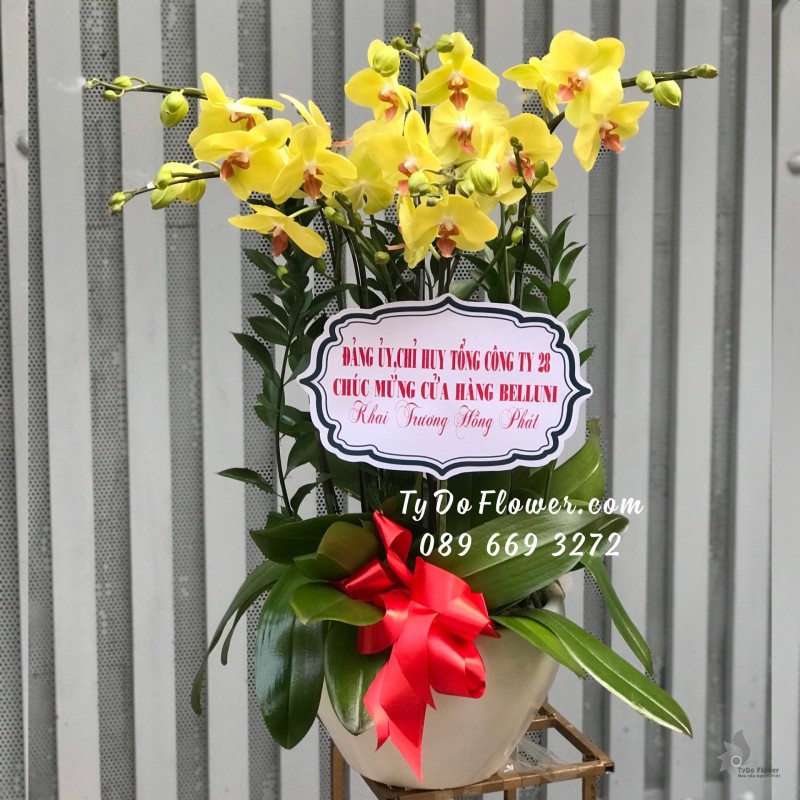 L0423591 CHẬU 05 CÀNH LAN HỒ ĐIỆP VÀNG