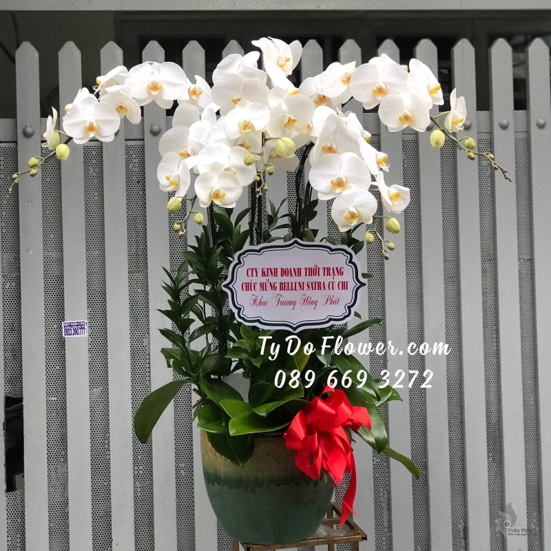 L0423592 CHẬU 05 CÀNH LAN HỒ ĐIỆP TRẮNG