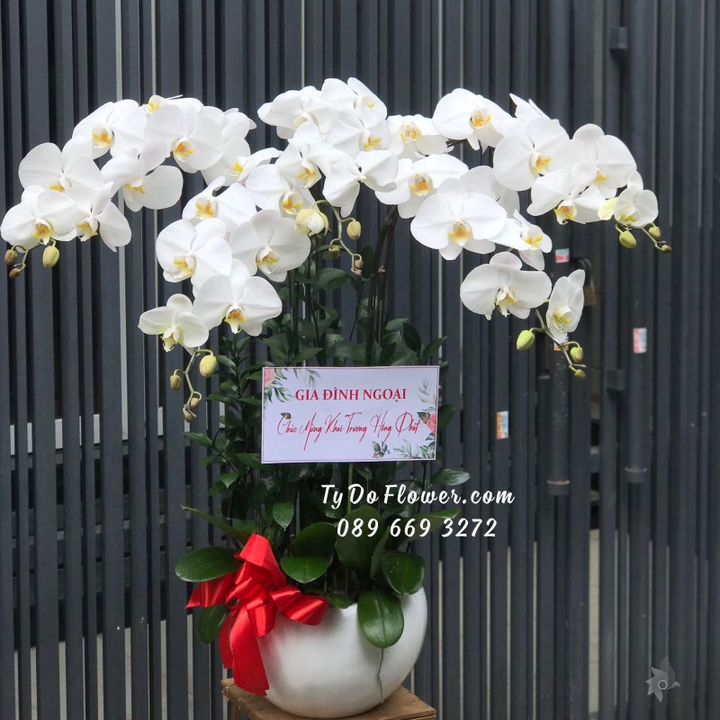 L0523609 CHẬU 05 CÀNH LAN HỒ ĐIỆP TRẮNG