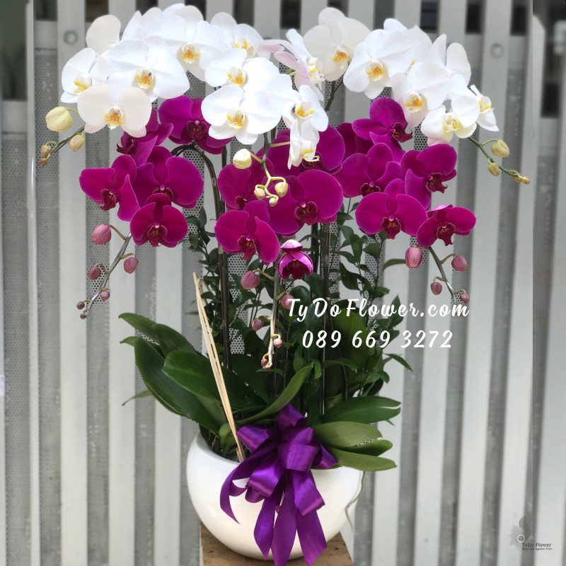 L0523627 CHẬU 06 CÀNH LAN HỒ ĐIỆP TRẮNG TÍM