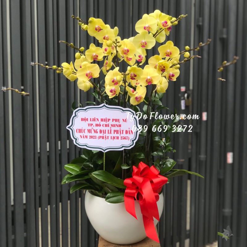 L0523652 CHẬU 08 CÀNH LAN HỒ ĐIỆP VÀNG