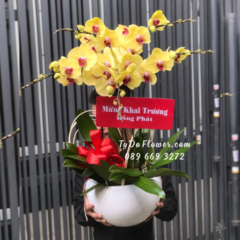 L0523654 CHẬU 05 CÀNH LAN HỒ ĐIỆP VÀNG