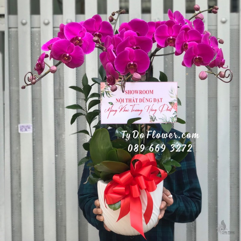 L0523671 CHẬU 03 CÀNH LAN HỒ ĐIỆP TÍM Hoa Chúc Mừng Khai Trương
