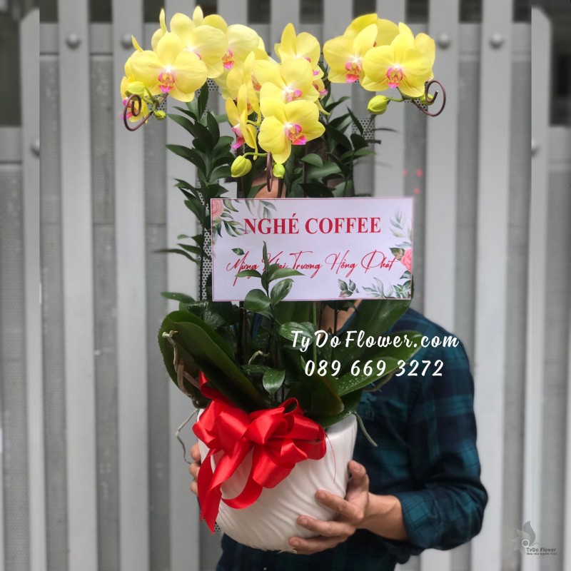 L0523678 CHẬU 03 CÀNH LAN HỒ ĐIỆP VÀNG Hoa Chúc Mừng Khai Trương