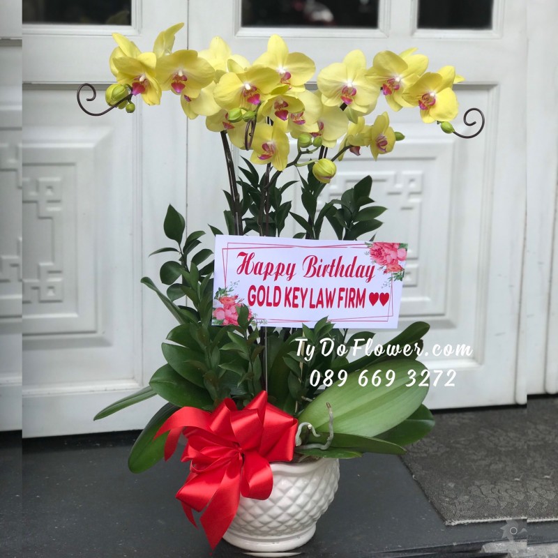 L0623706 CHẬU 03 CÀNH LAN HỒ ĐIỆP VÀNG Hoa Chúc Mừng Sinh Nhật