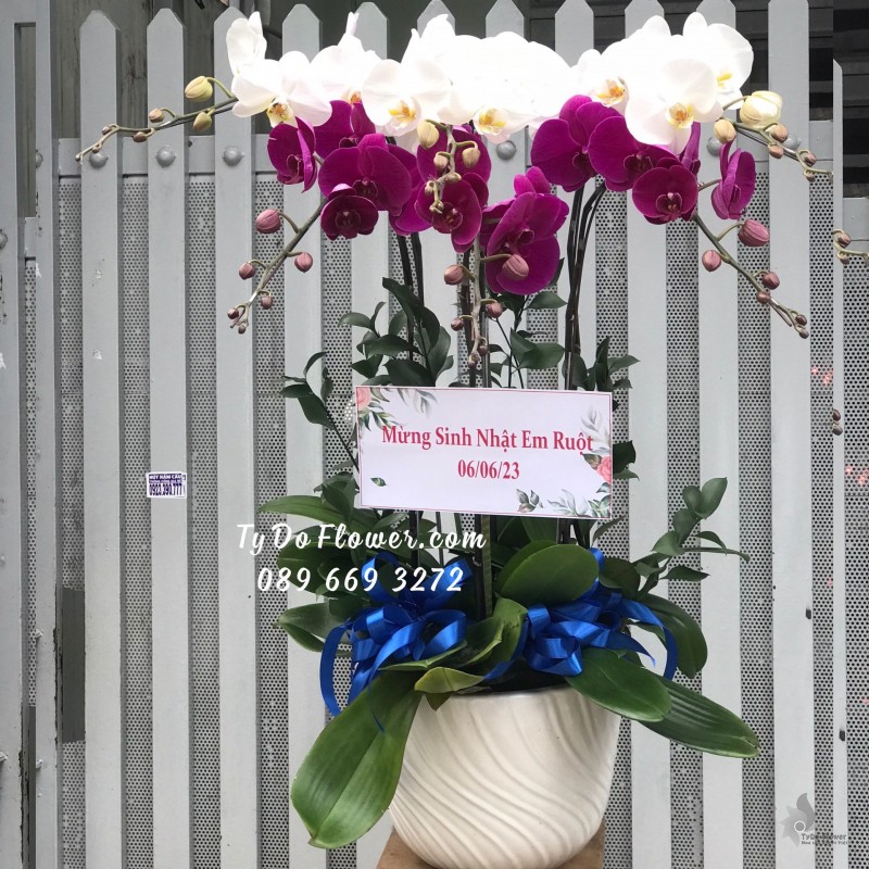L0623708 CHẬU 06 CÀNH LAN HỒ ĐIỆP TRẮNG TÍM Hoa Chúc Mừng Sinh Nhật