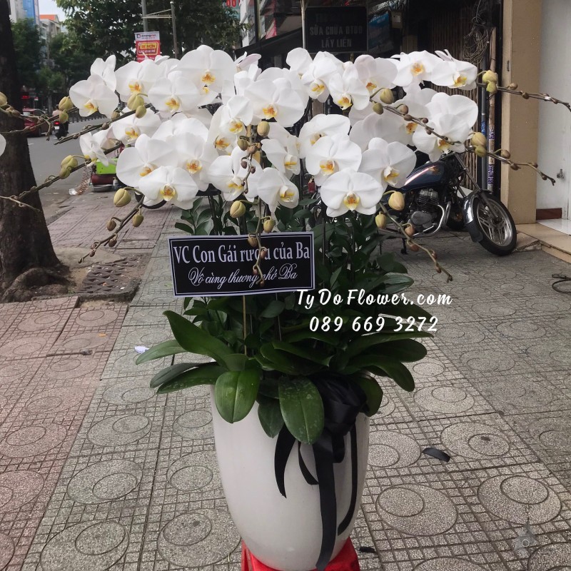 L0623713 CHẬU 10 CÀNH LAN HỒ ĐIỆP TRẮNG Hoa Chia Buồn