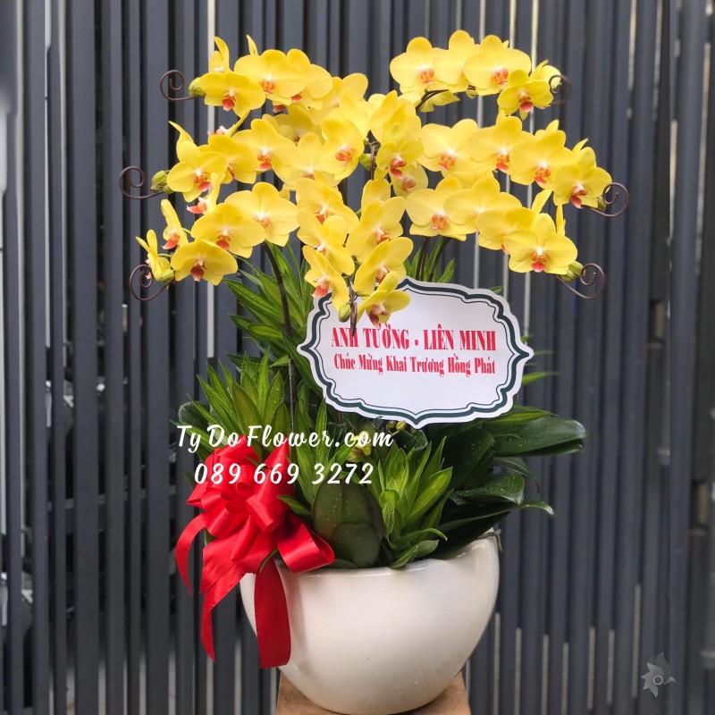 L0623723 CHẬU 8 CÀNH LAN HỒ ĐIỆP VÀNG Hoa Chúc Mừng Khai Trương Hồng Phát