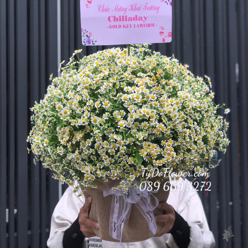 G0623813 GIỎ HOA CÚC TANA TRÒN ĐỀU CÁC MẶT Hoa Chúc Mừng Khai Trương