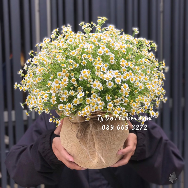 G0623816 GIỎ HOA CÚC TANA TRÒN ĐỀU CÁC MẶT Hoa Chúc Mừng Khai Trương