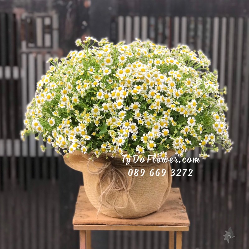 G0623824 GIỎ HOA CÚC TANA TRÒN ĐỀU CÁC MẶT Hoa Chúc Mừng Sinh Nhật