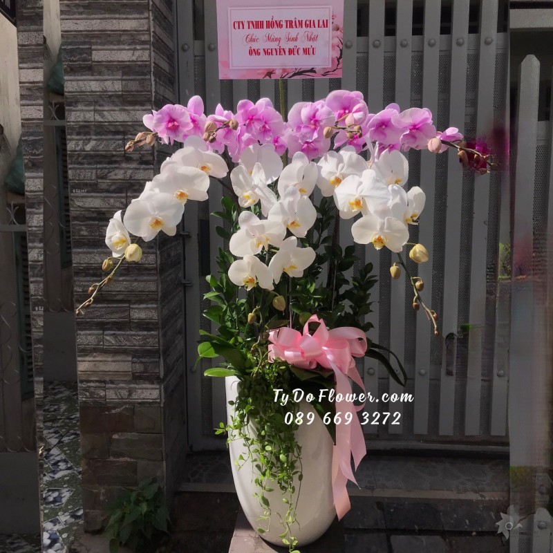 L0723844 CHẬU 7 CÀNH LAN HỒ ĐIỆP TRẮNG mix TÍM HỒNG