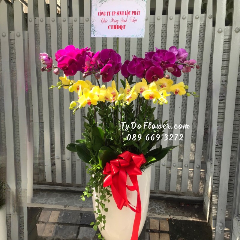 L0723845 CHẬU 9 CÀNH LAN HỒ ĐIỆP TÍM mix VÀNG