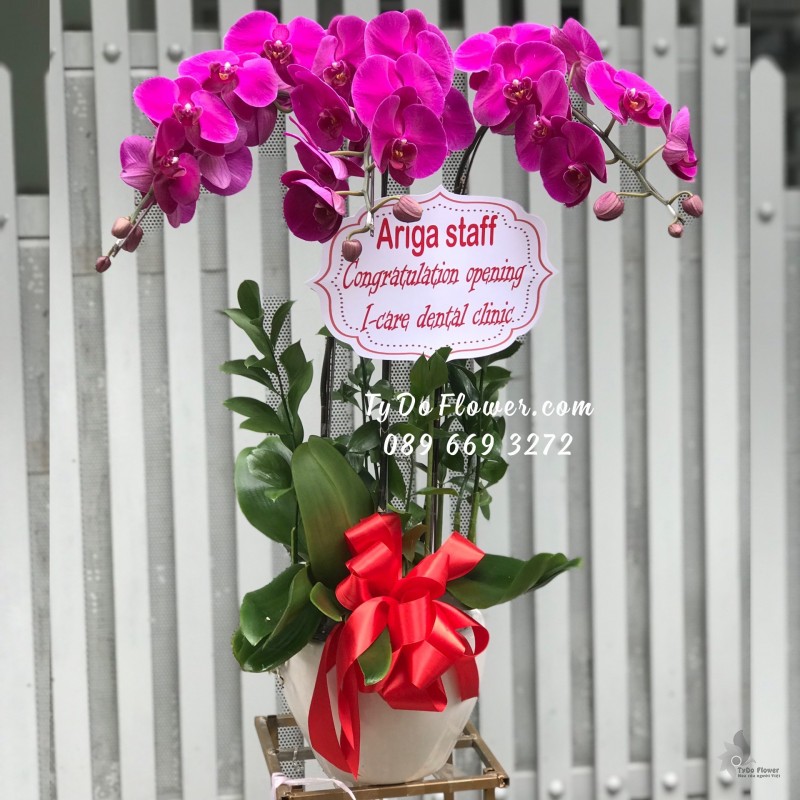 L0823875 CHẬU 3 CÀNH LAN HỒ ĐIỆP TÍM Congratulation Opening